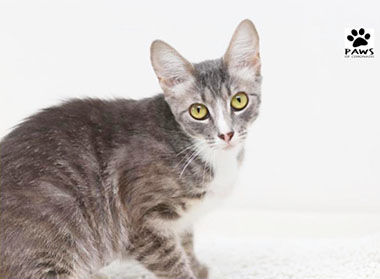 Adopt-A-Pet
